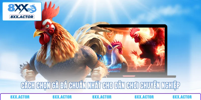 cách chọn gà đá