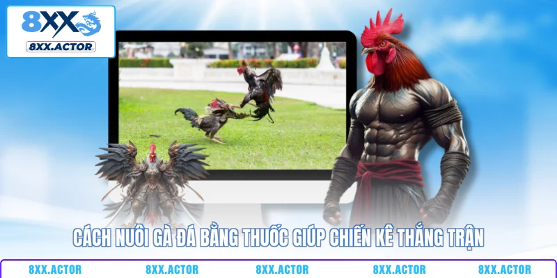 cách nuôi gà đá bằng thuốc