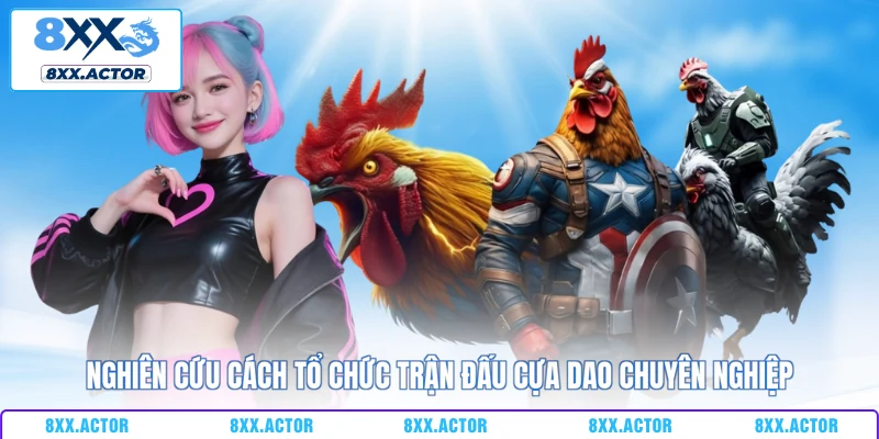 Nghiên cứu cách tổ chức trận đấu cựa dao chuyên nghiệp