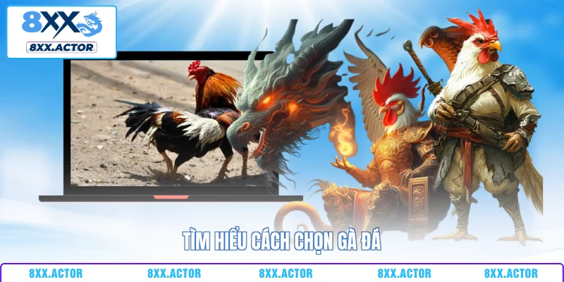 Tìm hiểu cách chọn gà đá